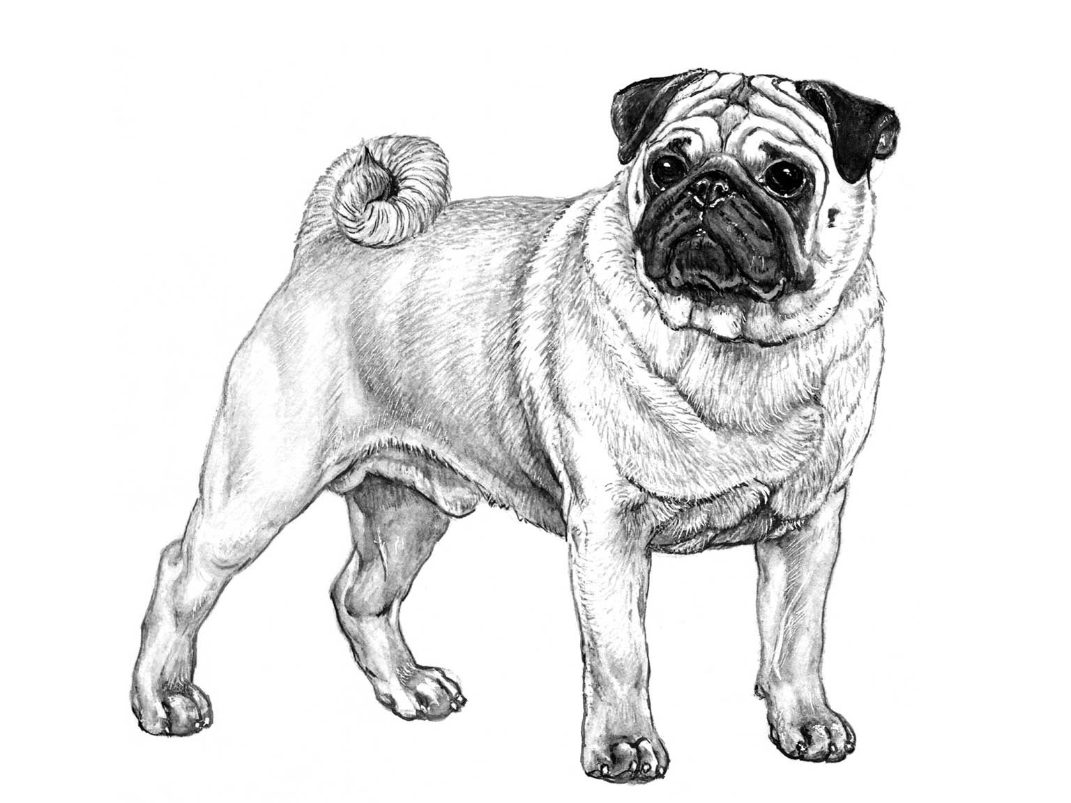 Illustration av hundrasen mops