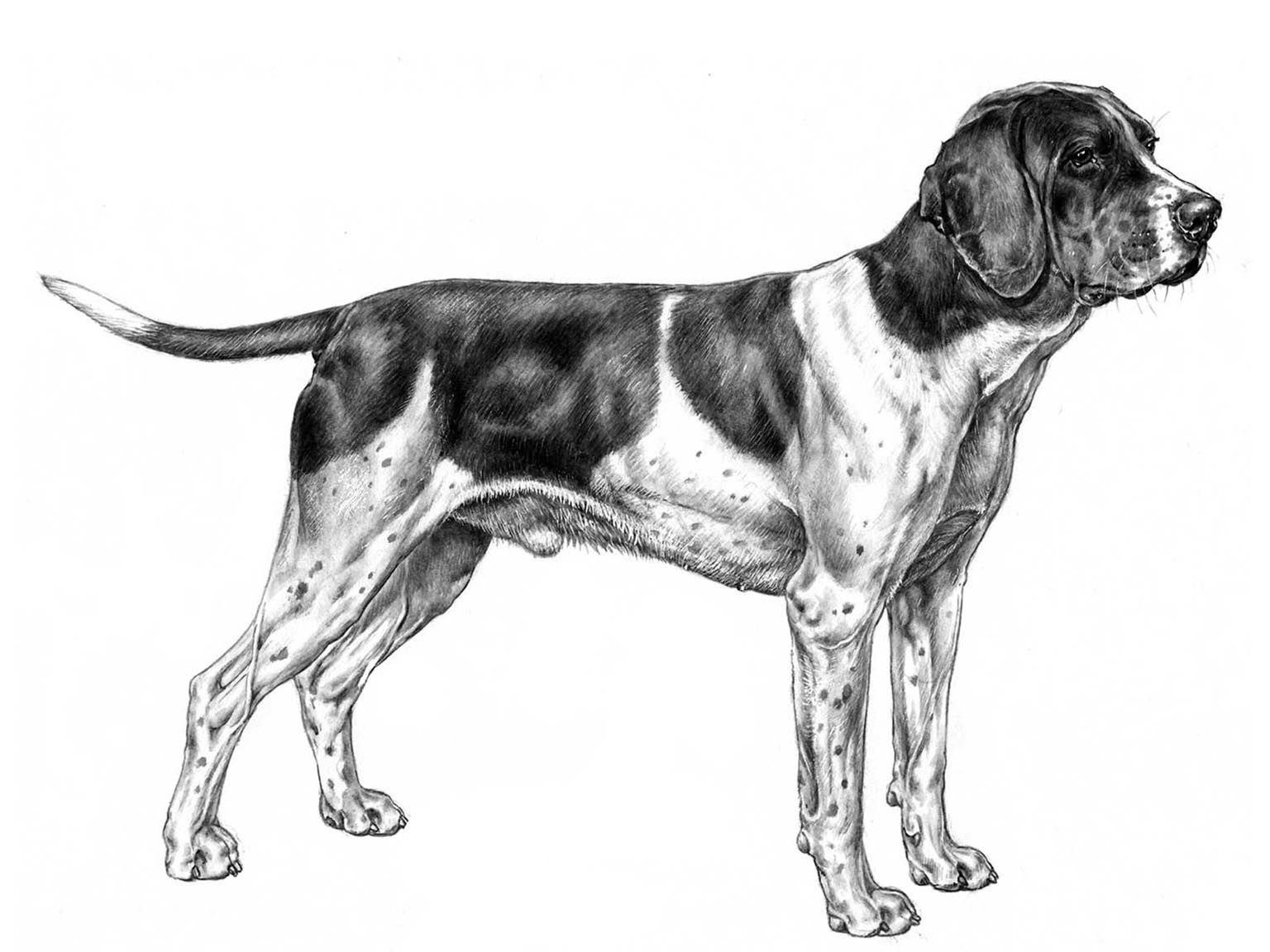 Illustration av hundrasen gammel dansk hönsehund