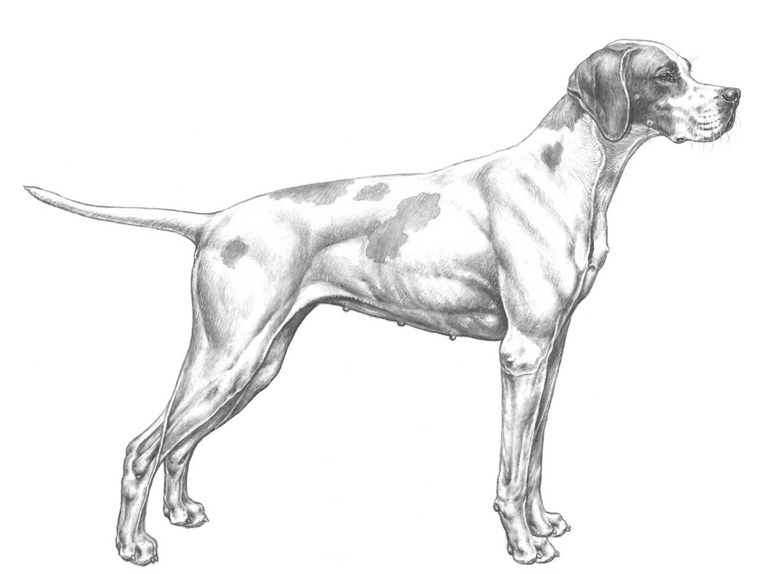 Illustration av hundrasen pointer