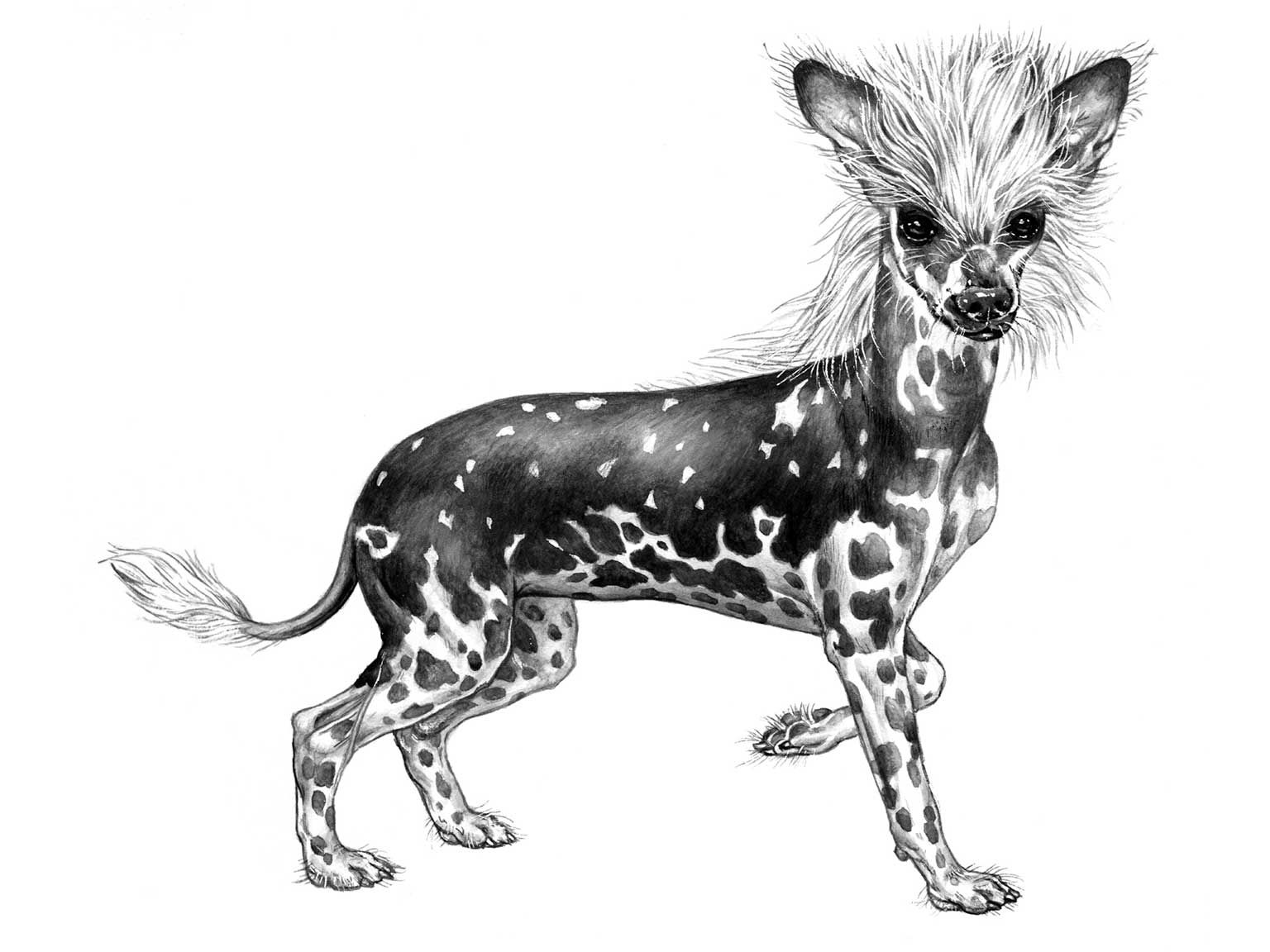 Illustration av hundrasen chinese crested dog
