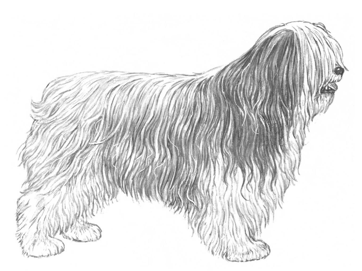 Illustration för hundrasen Polski owczarek nizinny