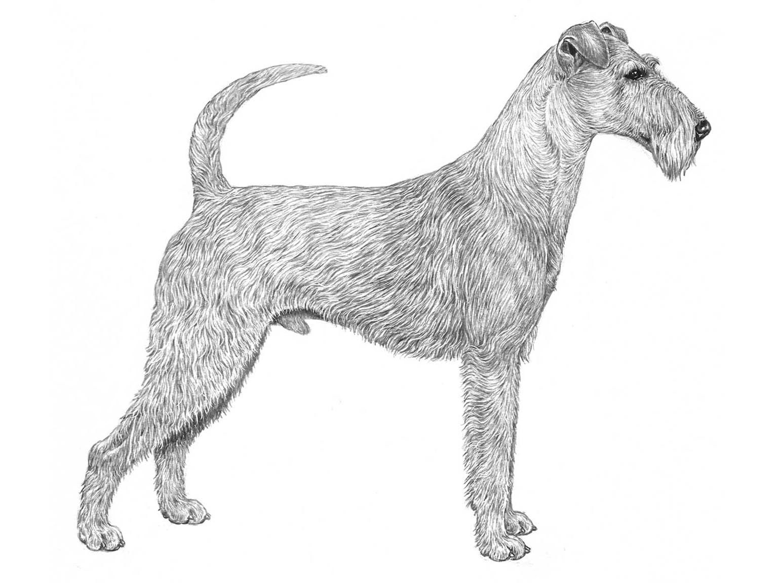 Illustration av hundrasen Irländsk terrier