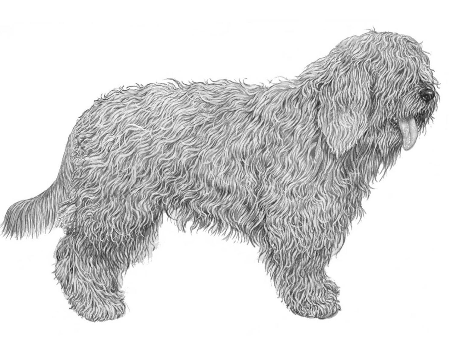 Illustration för hundrasen Nederlandse schapendoes