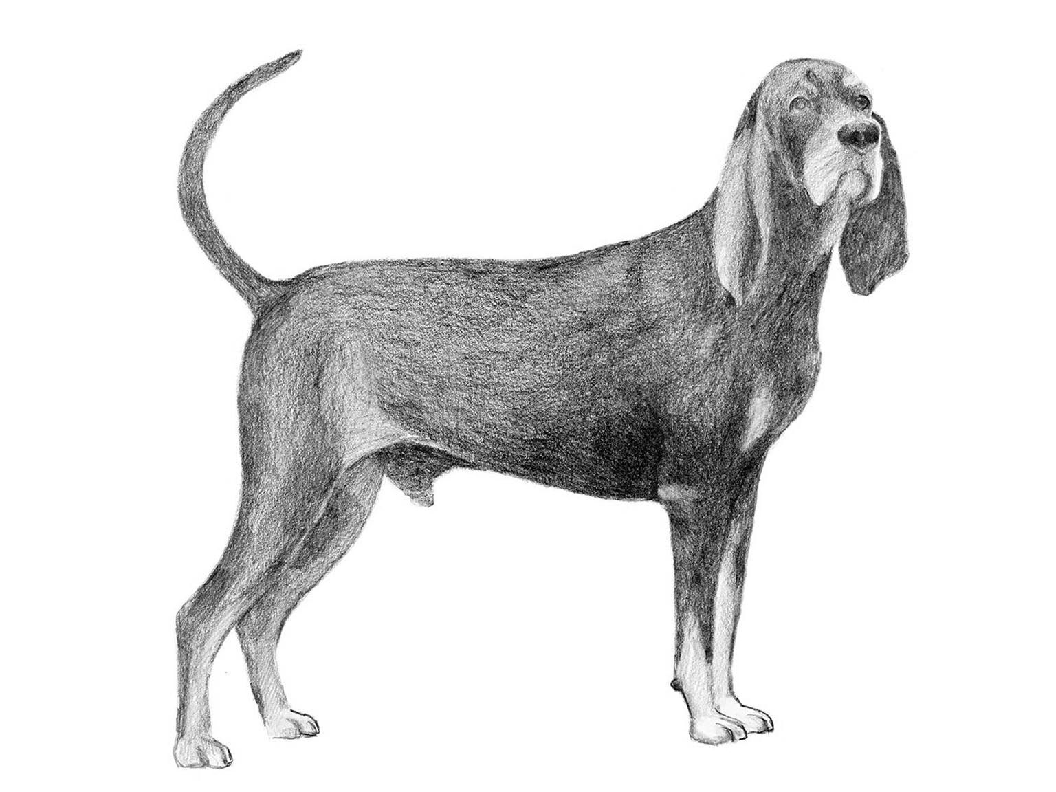 Illustration av hundrasen black and tan coonhound