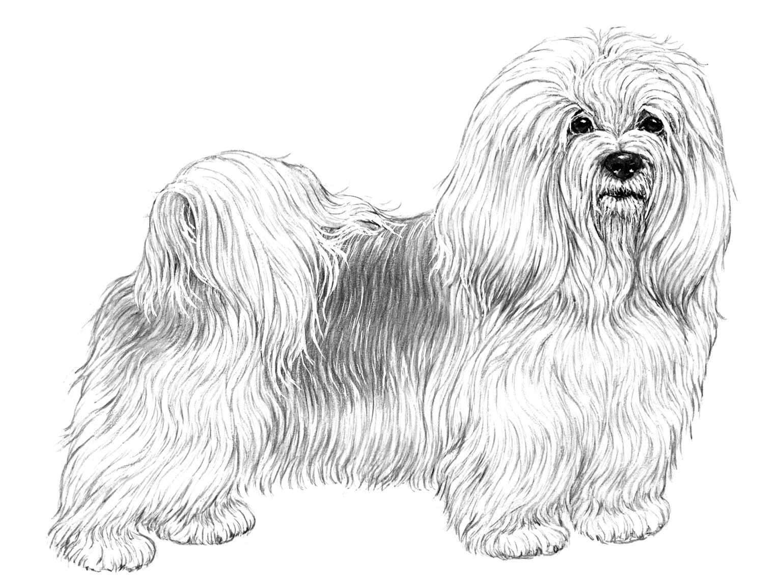 Illustration av hundrasen bichon havanais