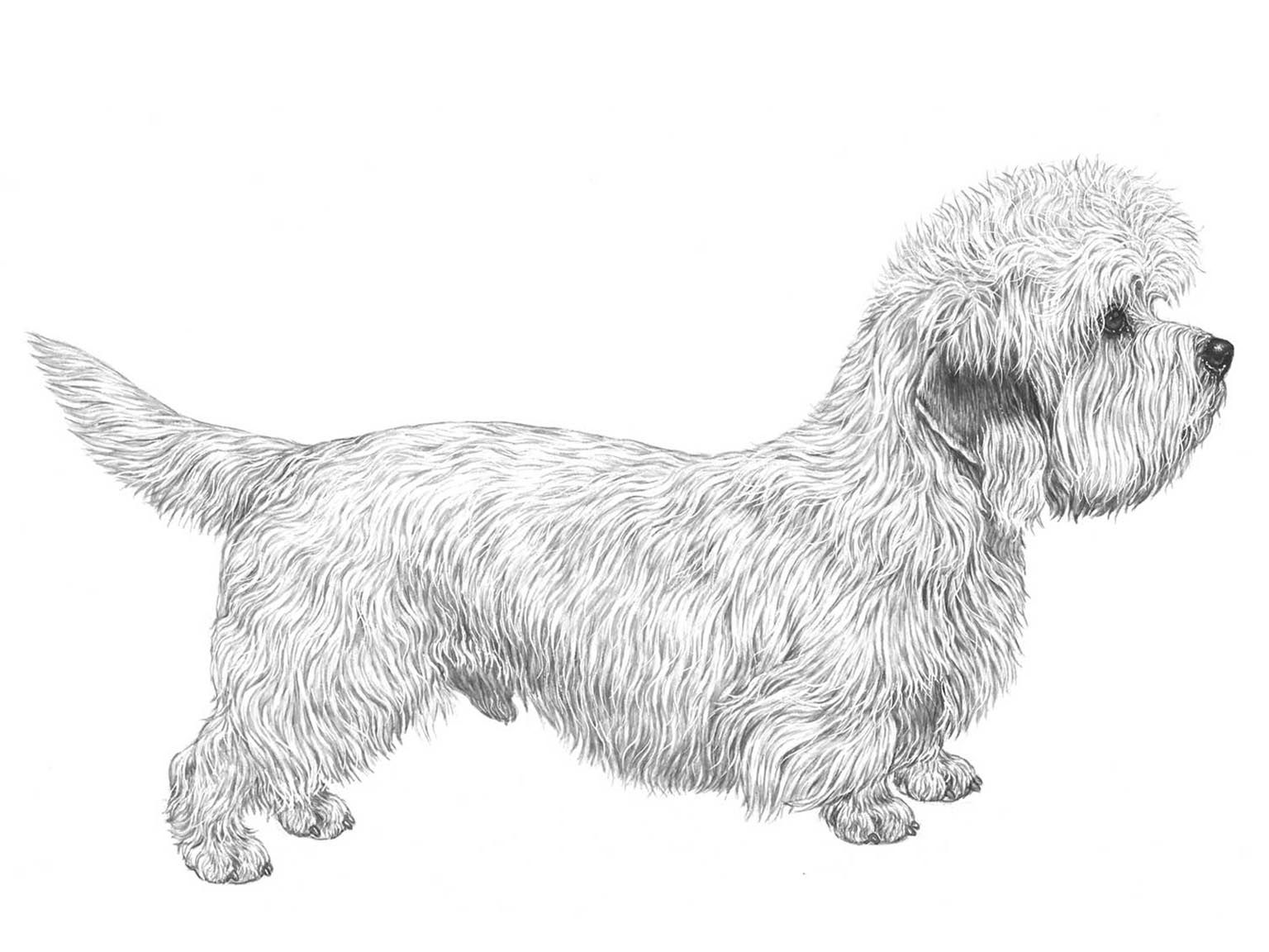 Illustration av hundrasen Dandie dinmont terrier