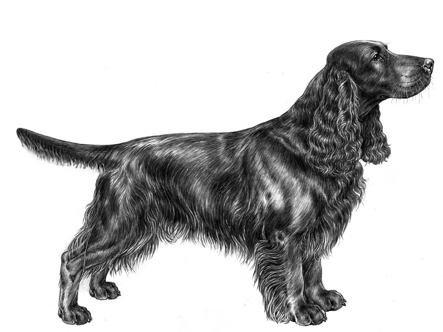 Illustration av hundrasen field spaniel