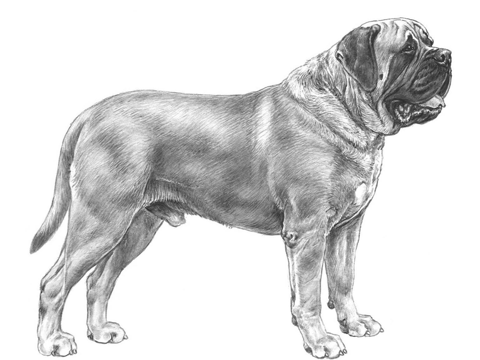 Illustration av hundrasen mastiff