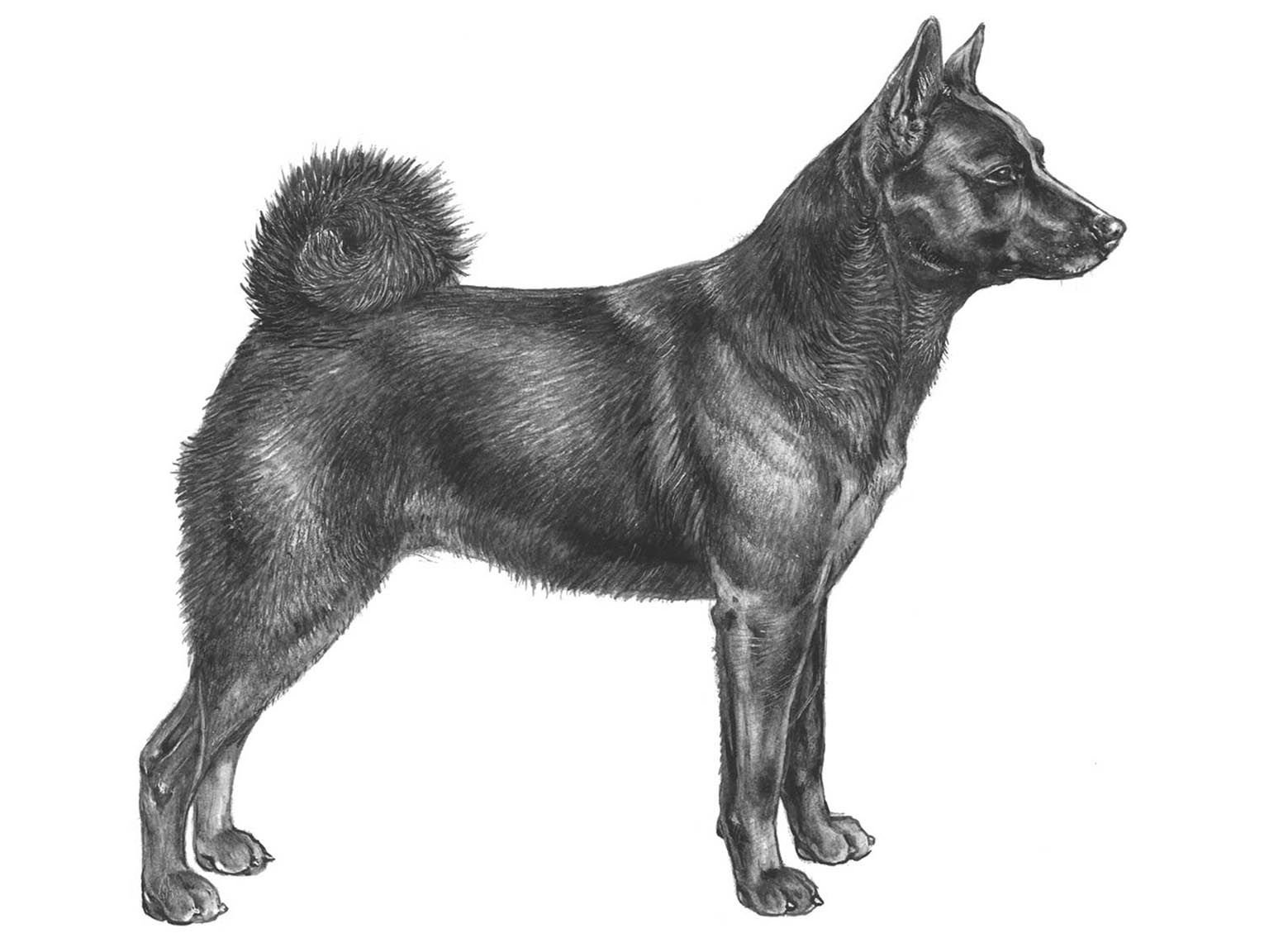 Illustration av hundrasen Norsk älghund, svart
