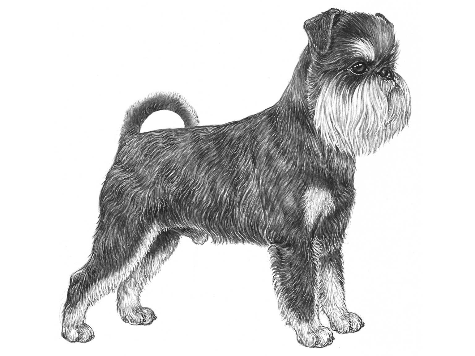 Illustration av hundrasen griffon belge