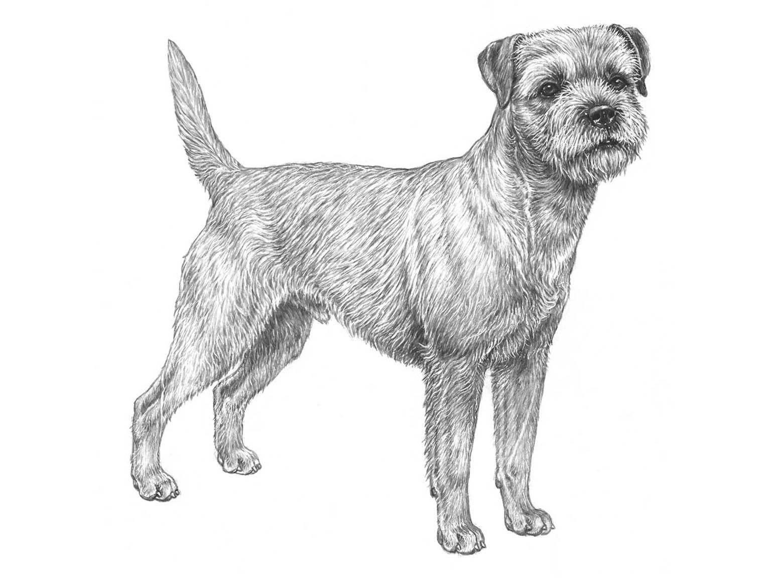 Illustration för hundrasen Borderterrier