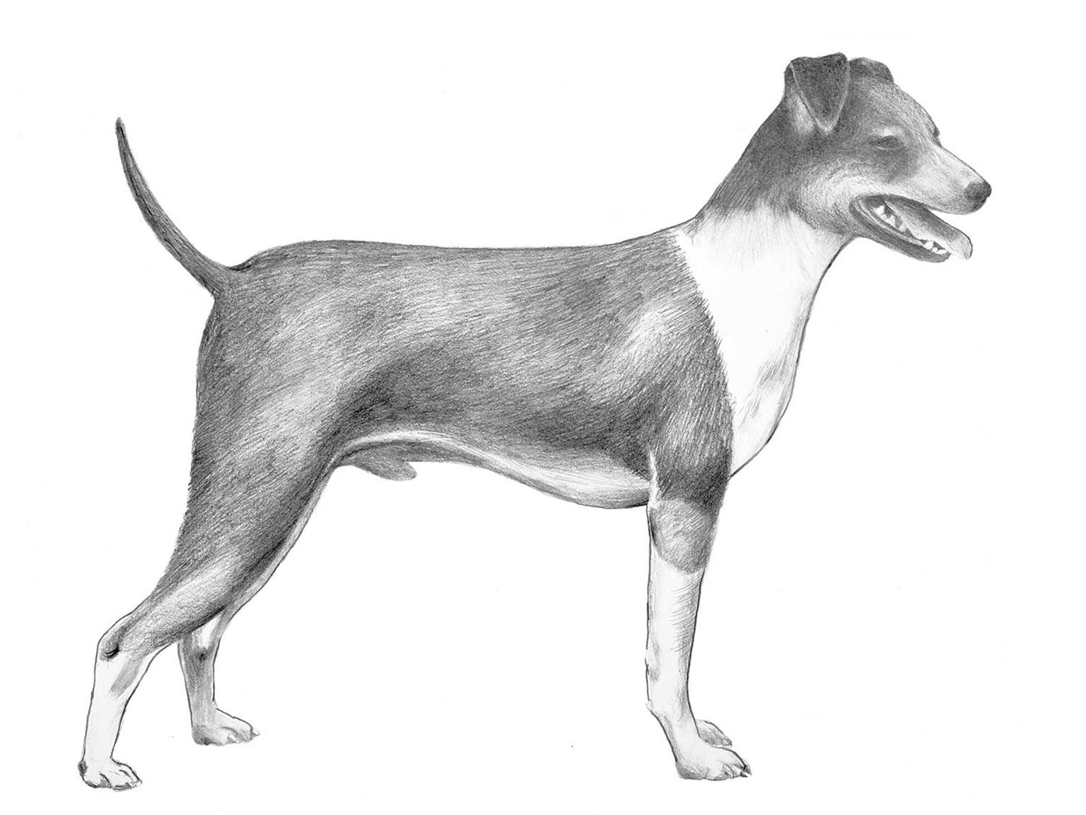 Illustration av hundrasen Terrier brasiliero
