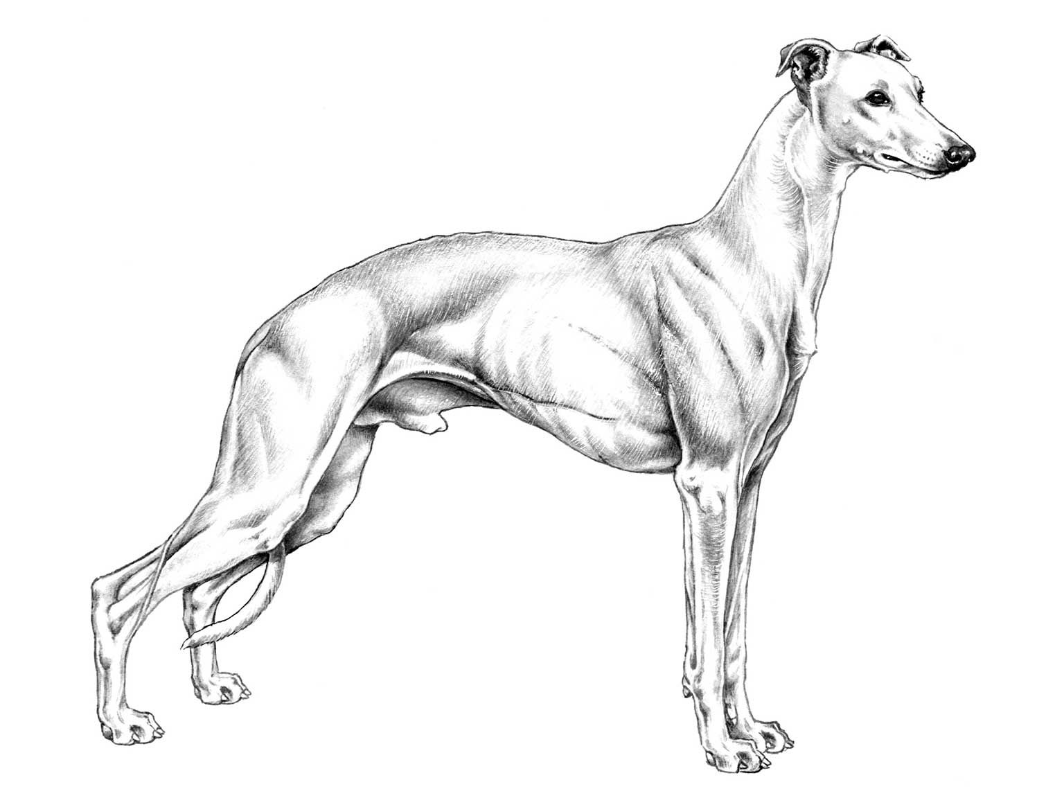 Illustration av hundrasen whippet