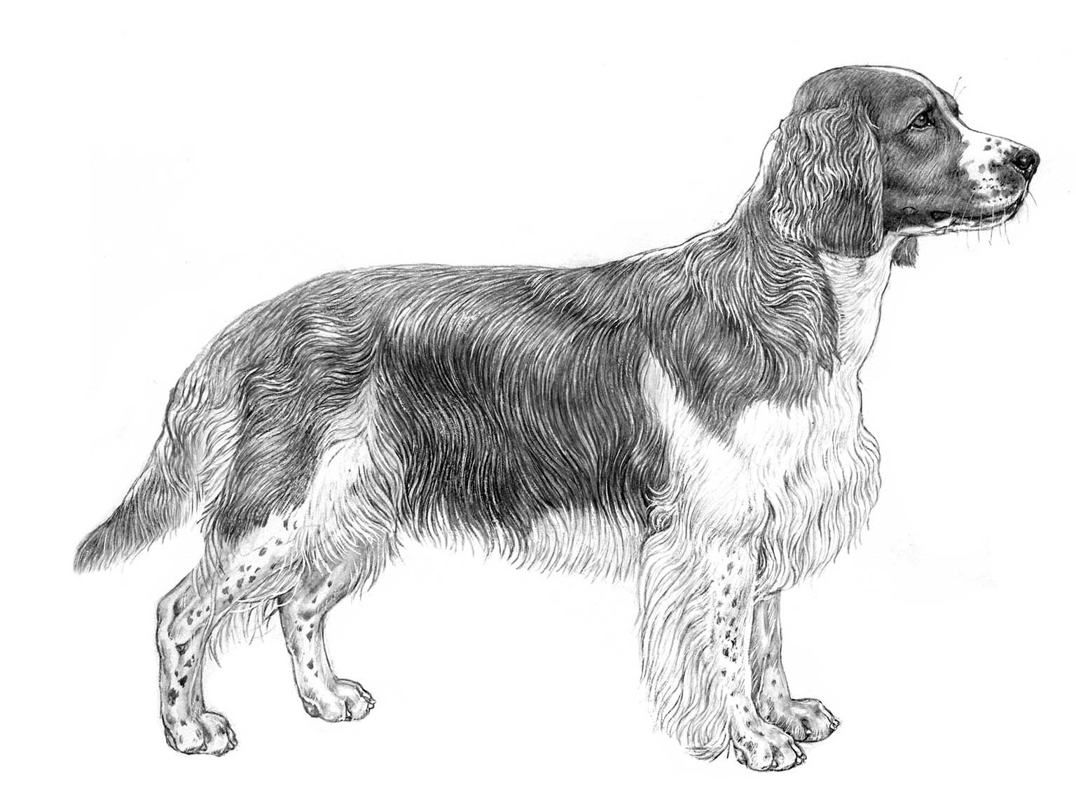 Illustration av hundrasen welsh springer spaniel