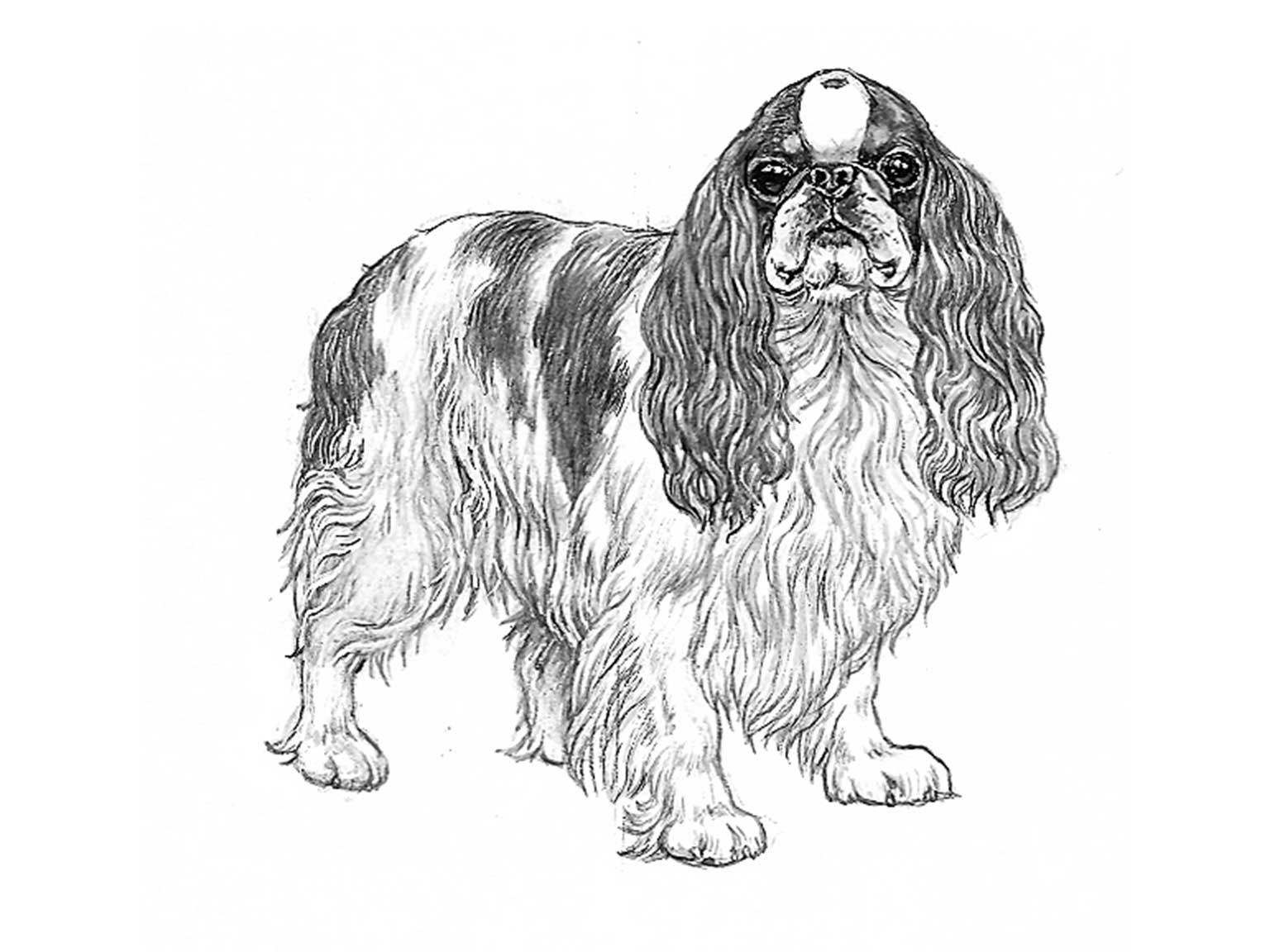 Illustration av hundrasen king charles spaniel