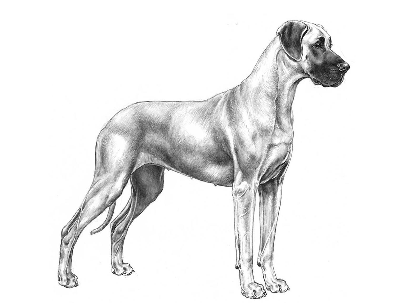 Illustration av hundrasen grand danois
