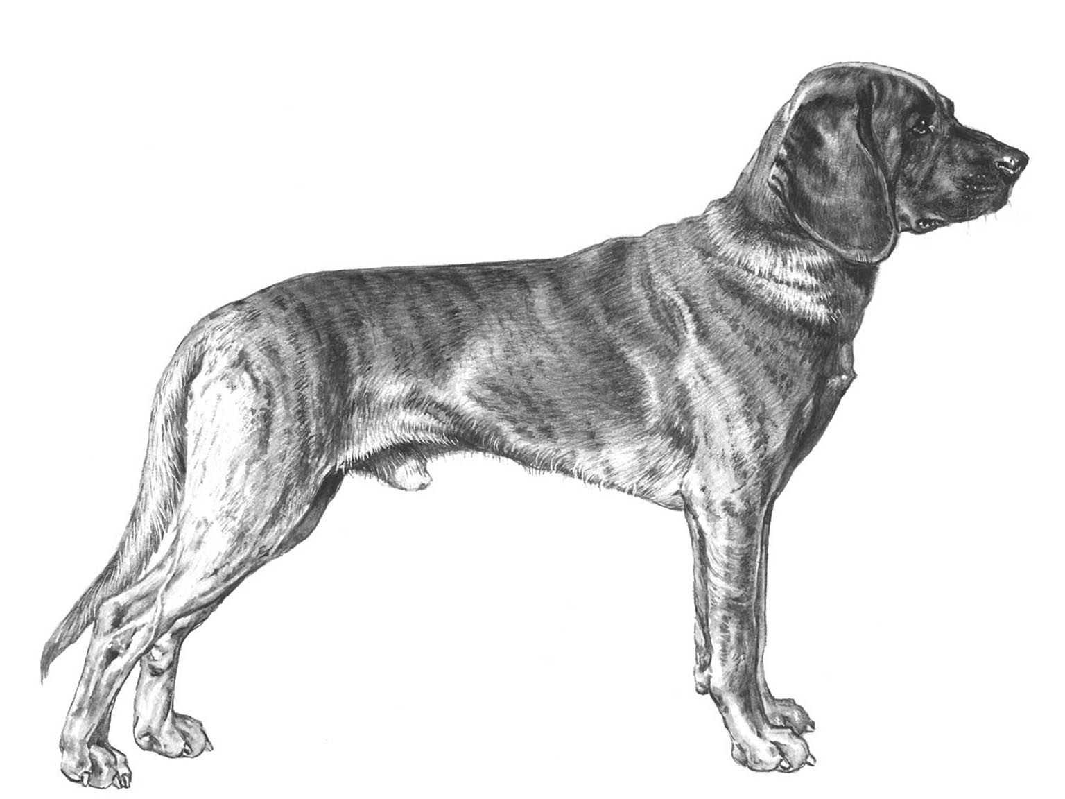 Illustration av hundrasen hannoveransk viltspårhund