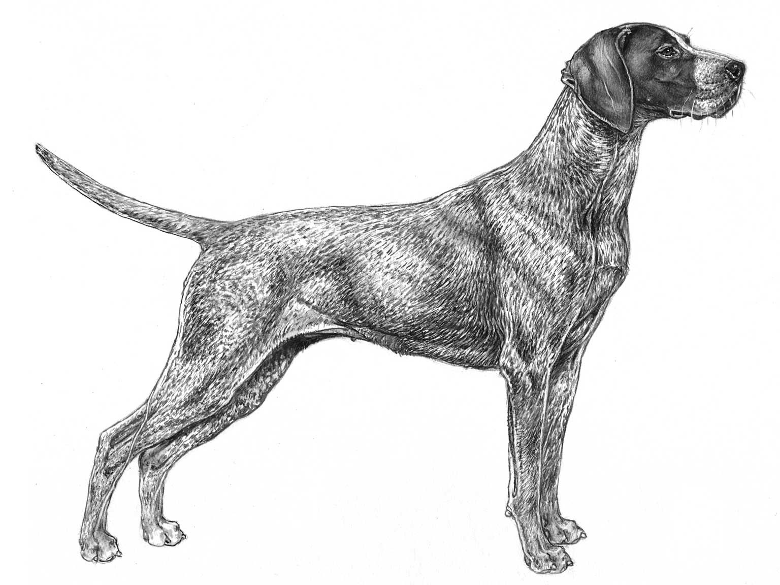 Illustration av hundrasen korthårig vorsteh
