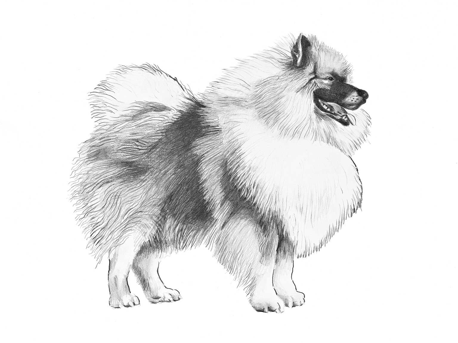 Illustration av hundrasen keeshond