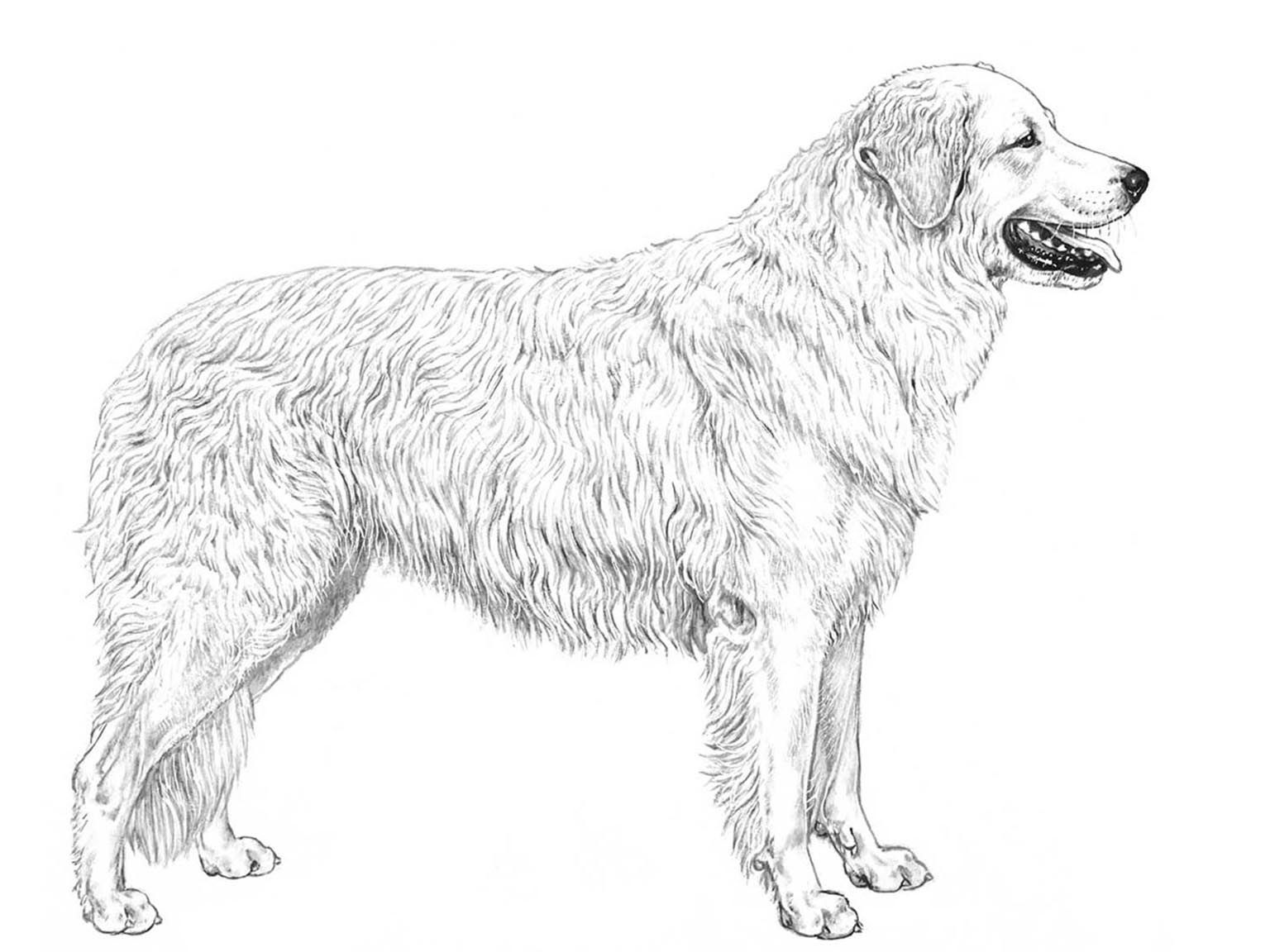 Illustration för hundrasen kuvasz