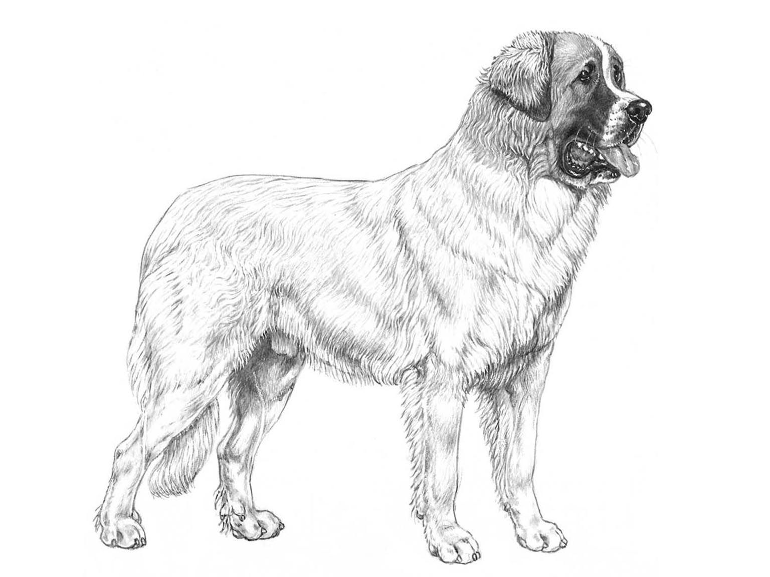 Illustration av hundrasen pyreneisk mastiff