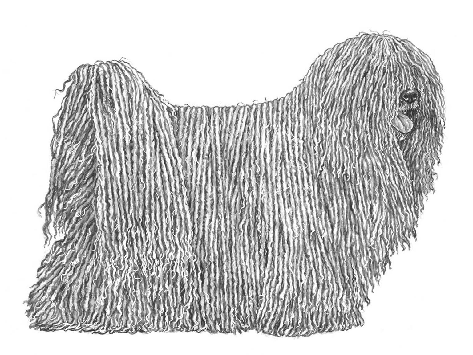 Illustration för hundrasen Puli