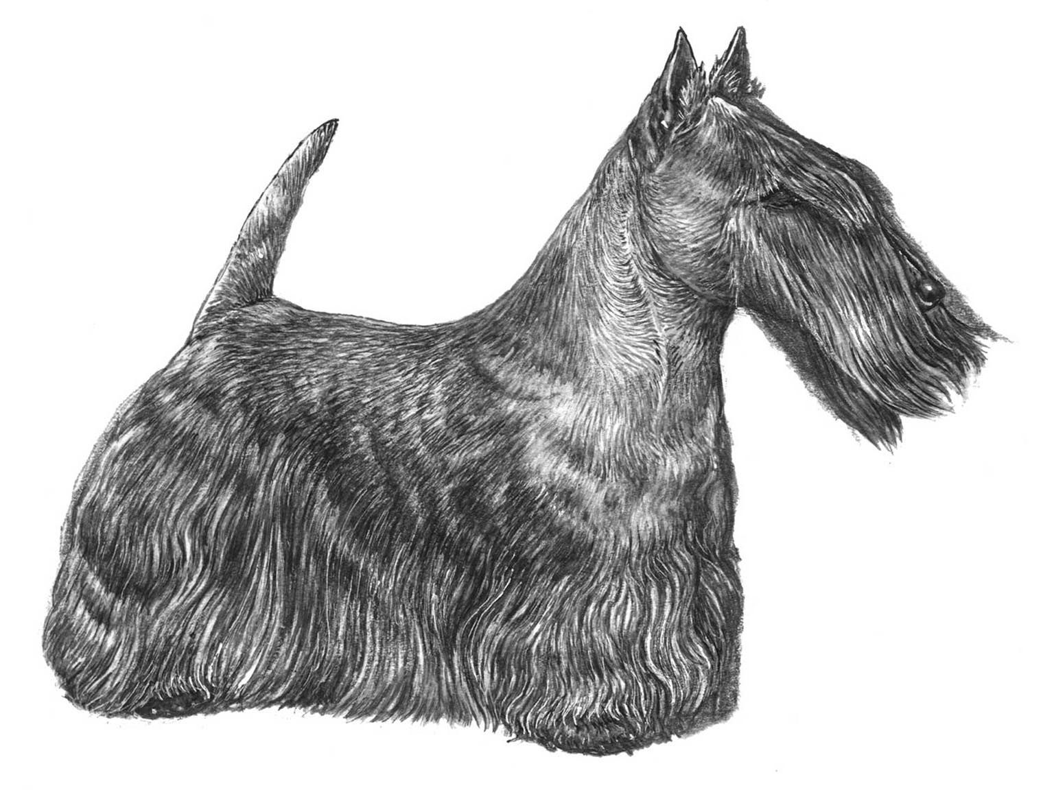 Illustration av hundrasen Skotsk terrier