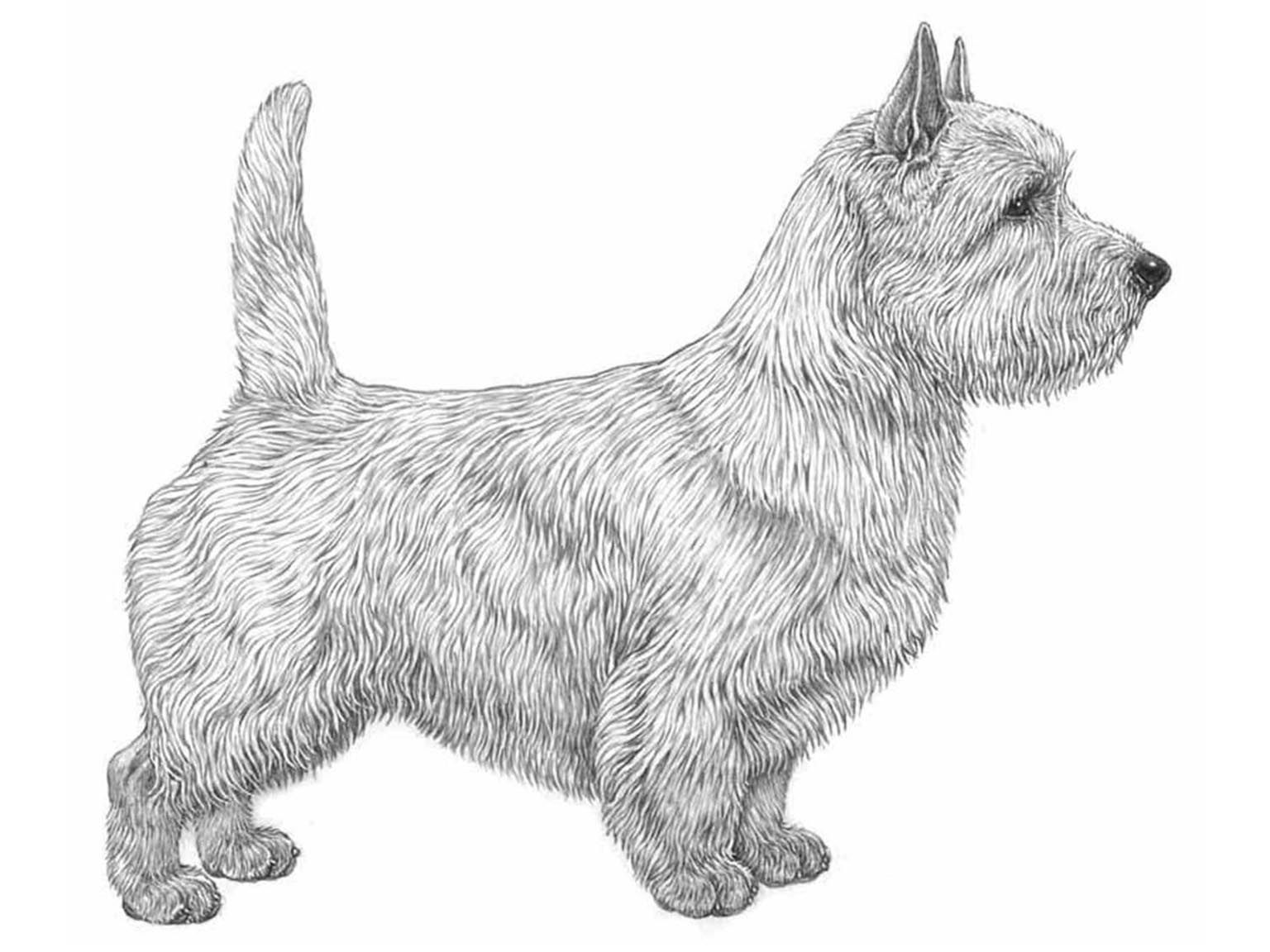 Illustration av hundrasen Norwichterrier