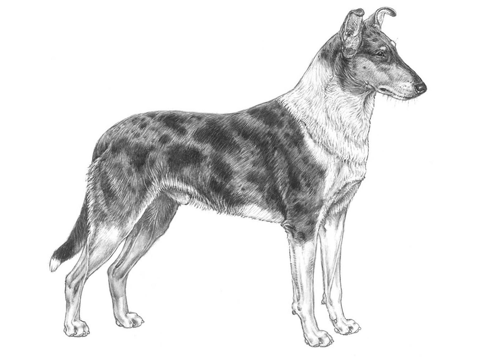 Illustration av hundrasen collie, korthårig
