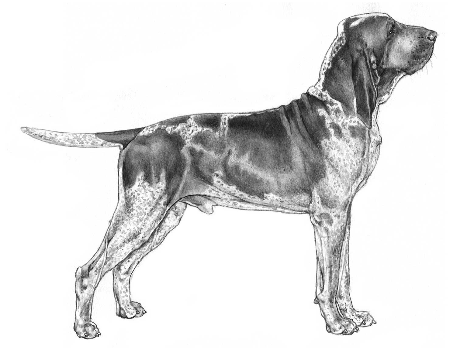 Illustration av hundrasen bracco italiano