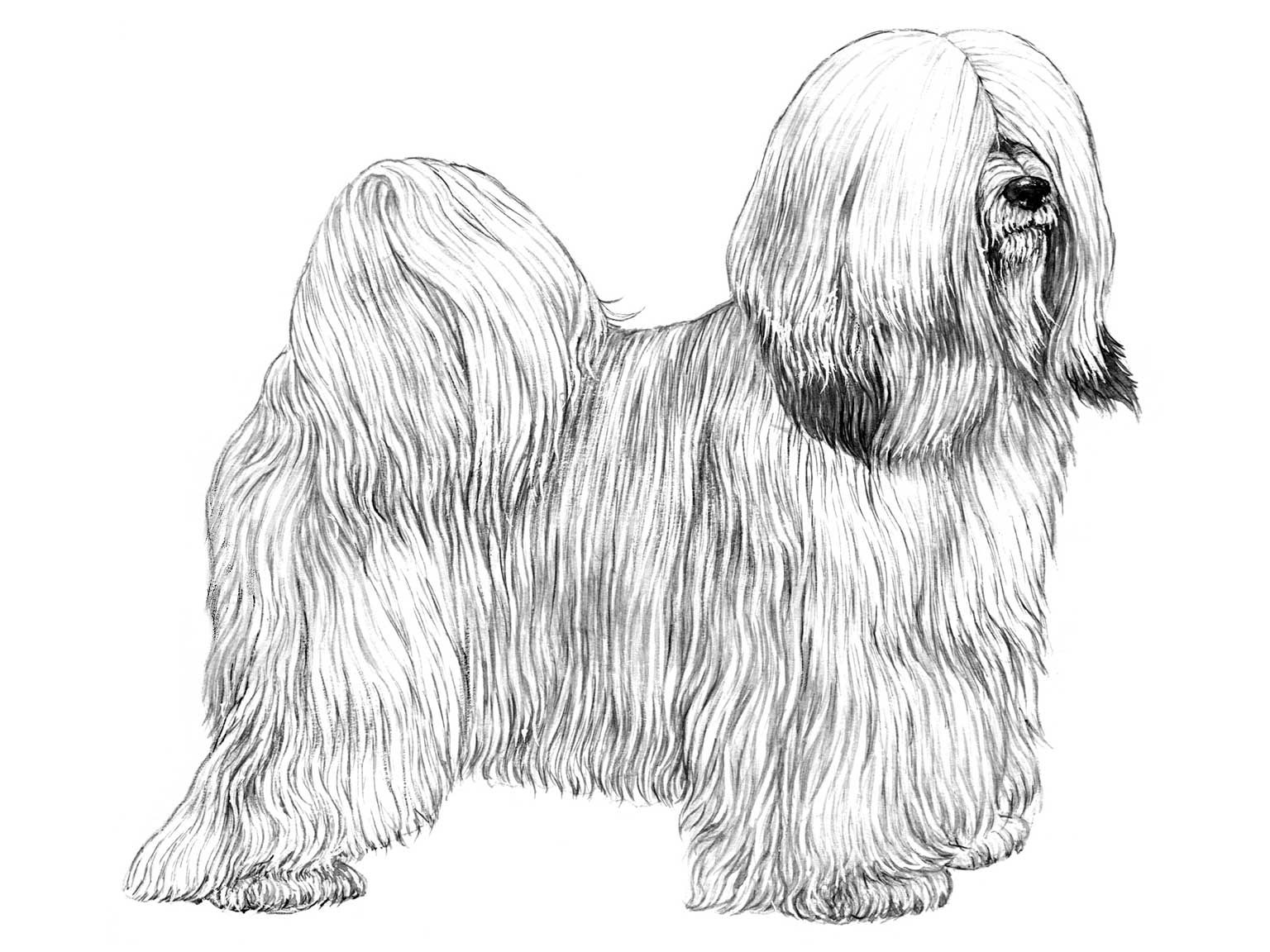 Illustration av hundrasen tibetansk terrier