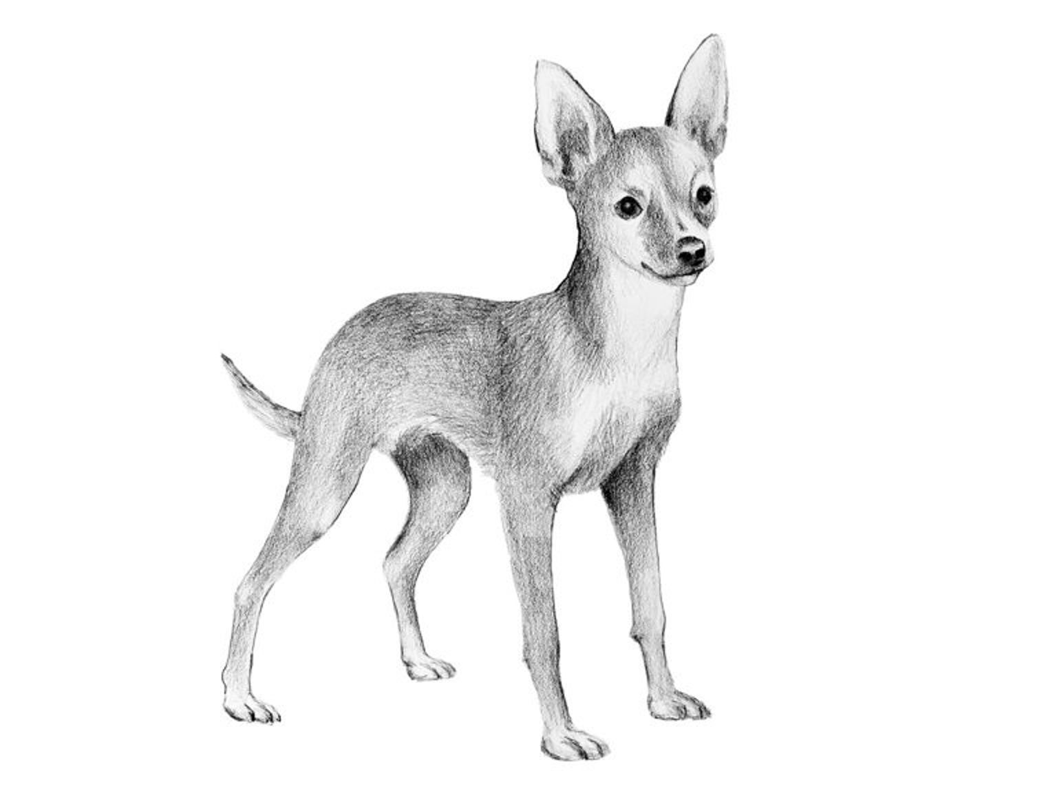 Illustration av hundrasen russkiy toy