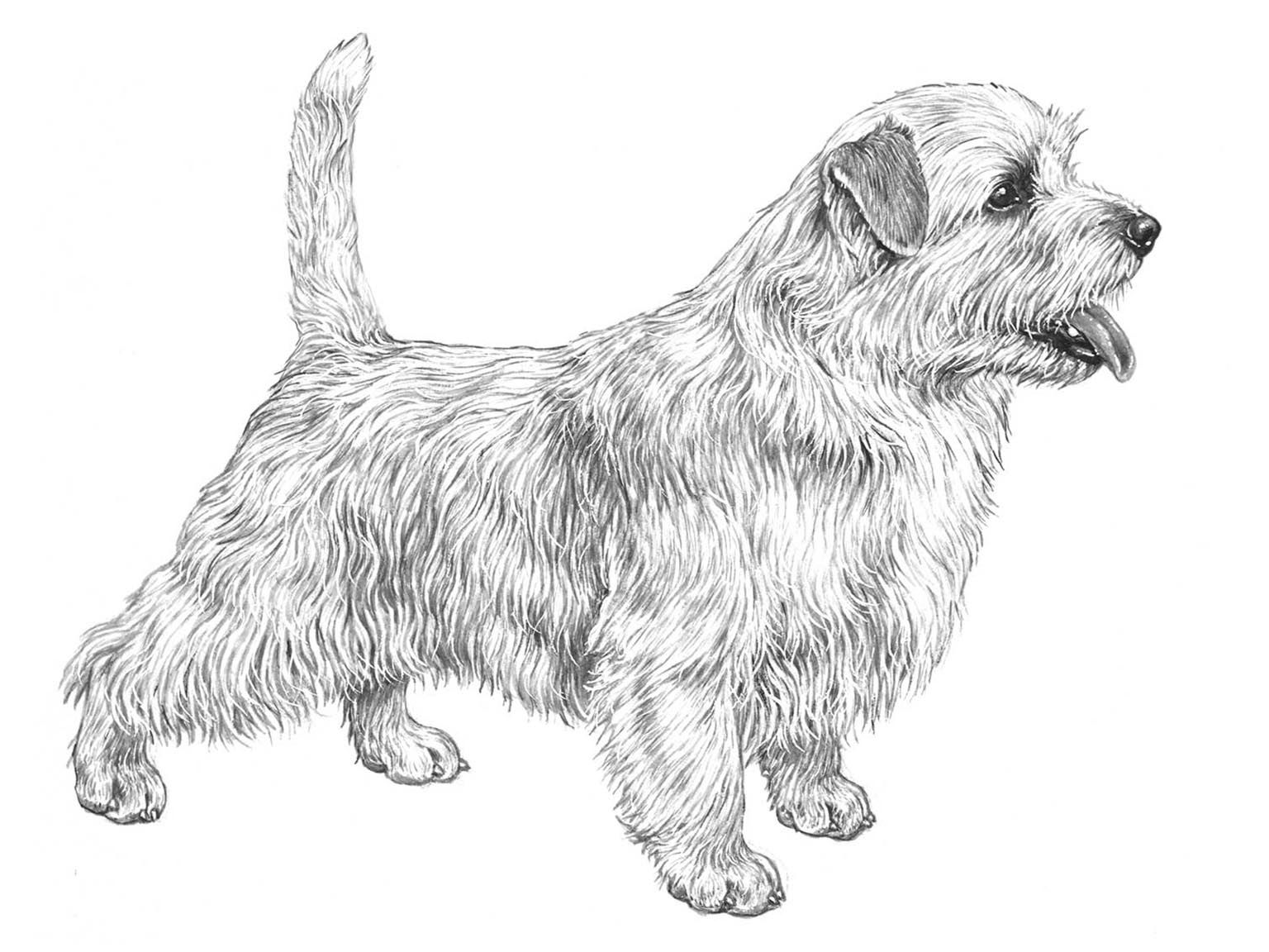 Illustration av hundrasen Norfolkterrier