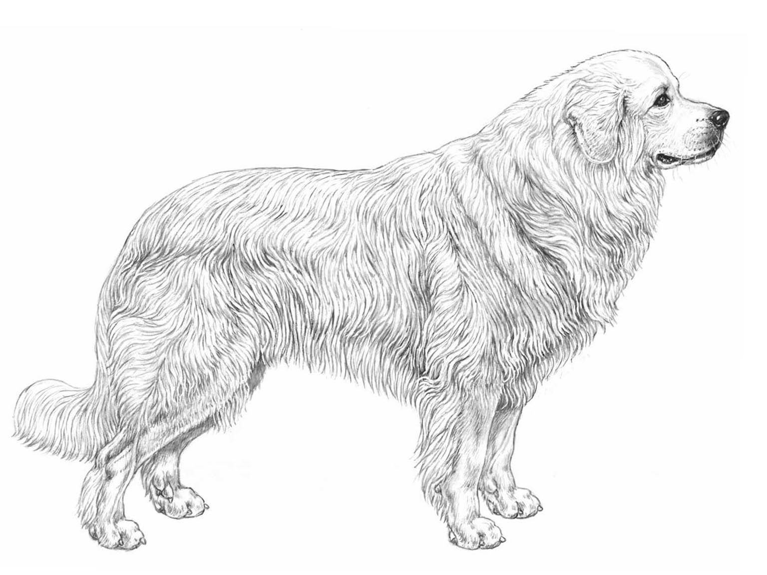 Illustration för hundrasen Polski owczarek podhalanski