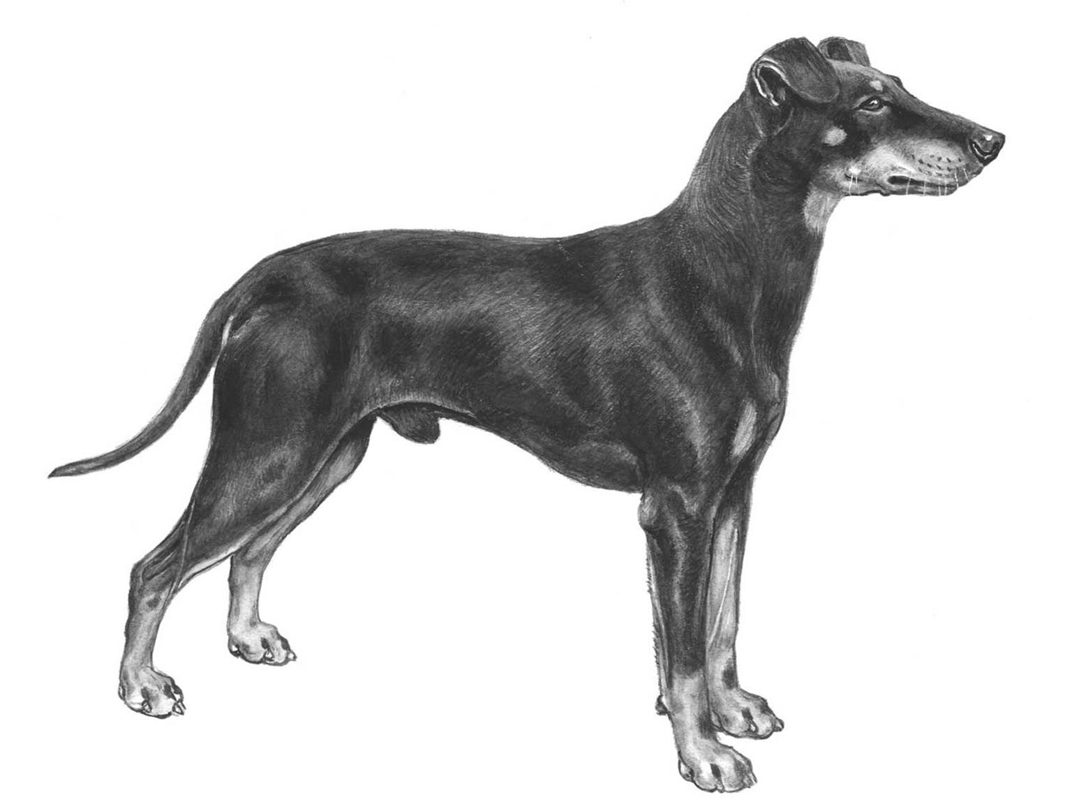 Illustration av hundrasen Manchesterterrier