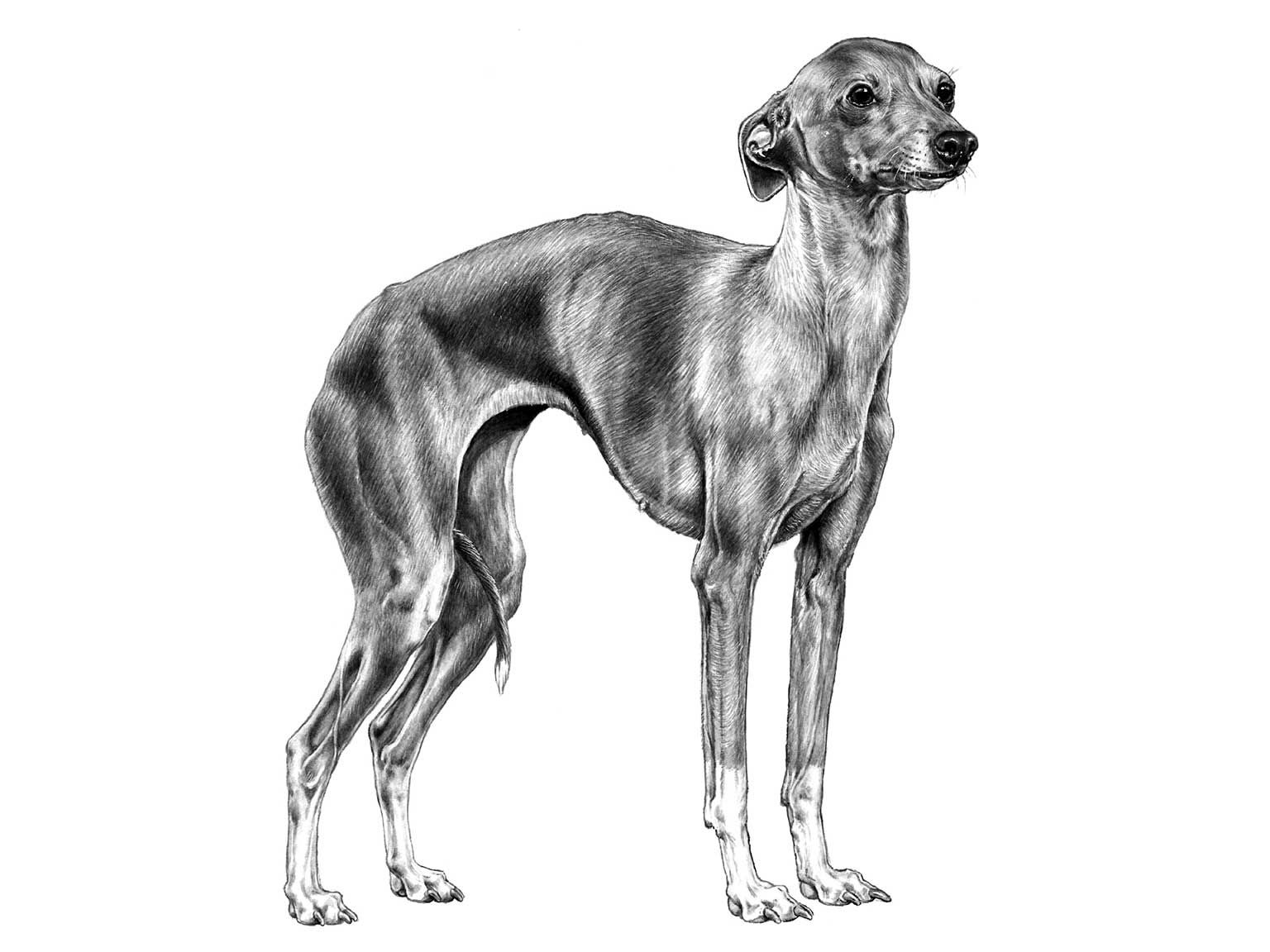 Illustration av hundrasen italiensk vinthund