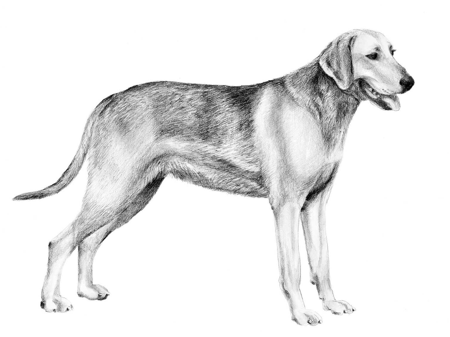 Illustration av hundrasen russkaja gontjaja