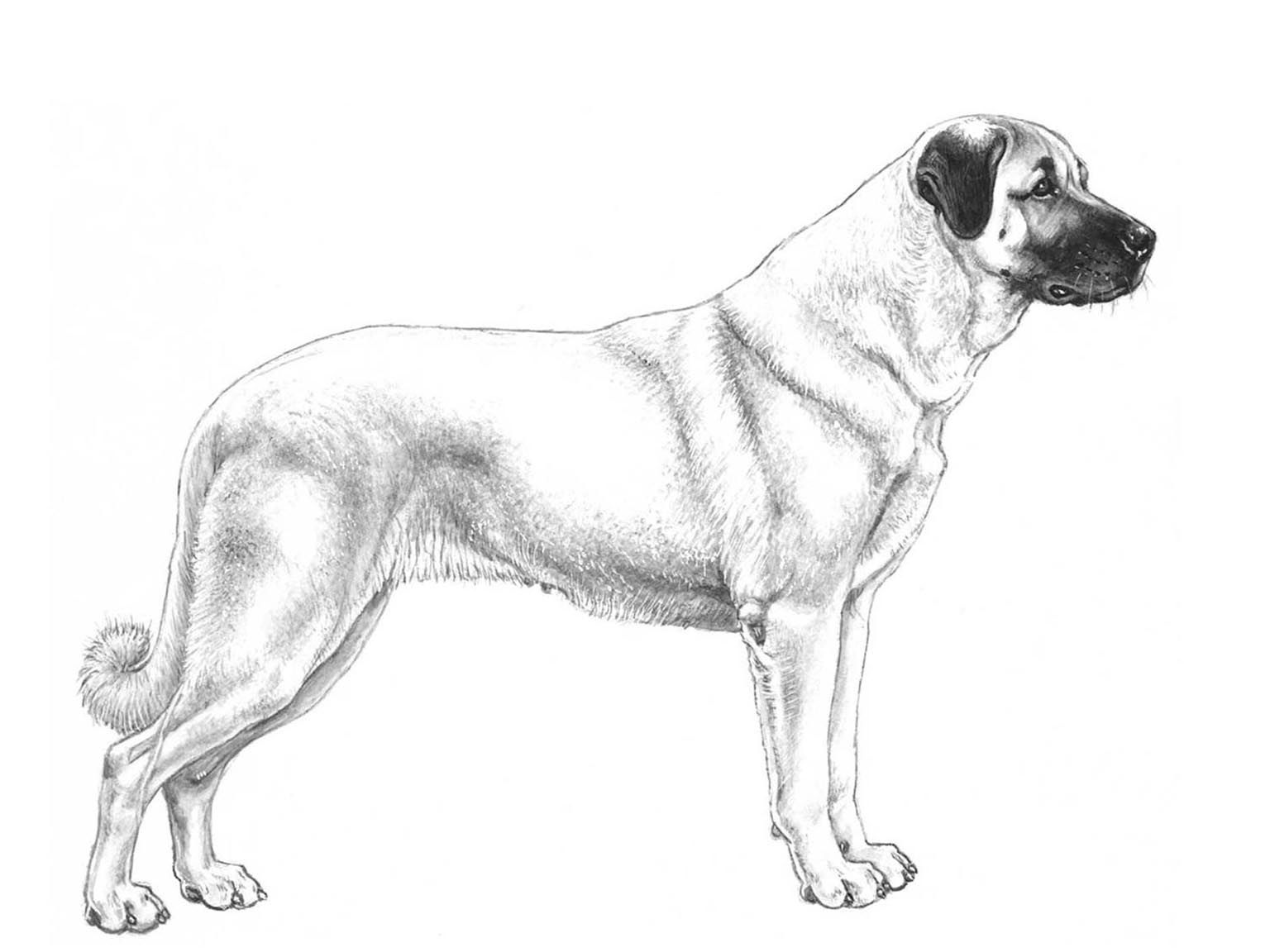 Illustration av hundrasen kangal coban köpegi