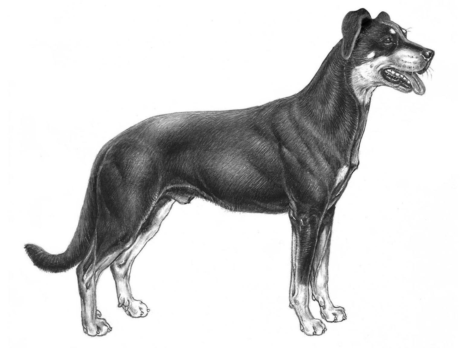 Illustration av hundrasen beauceron
