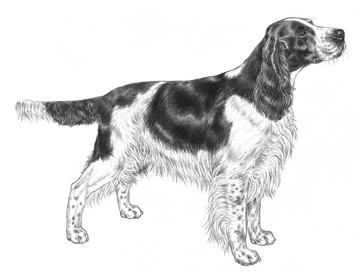 Illustration av hundrasen engelsk springer spaniel
