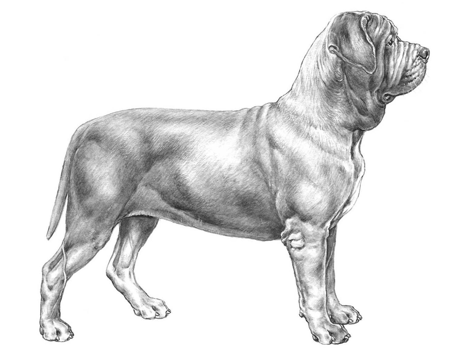 Illustration av hundrasen mastino napoletano