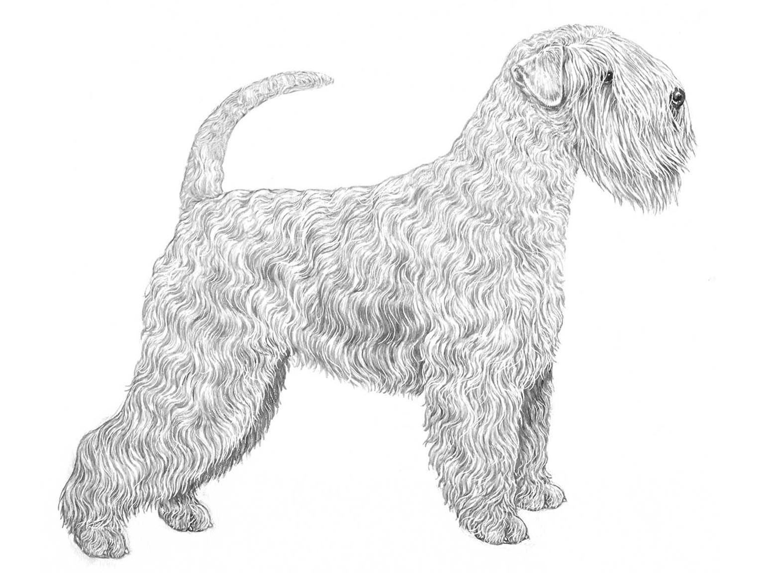 Illustration av hundrasen Irish softcoated wheaten terrier