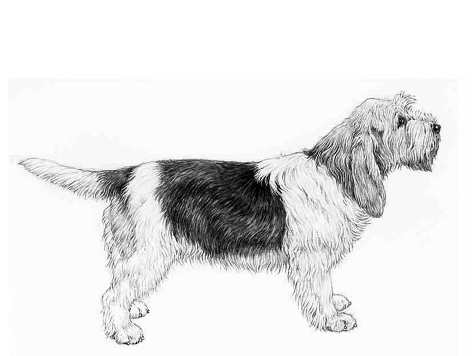 Illustration av hundrasen grand basset griffon vendéen