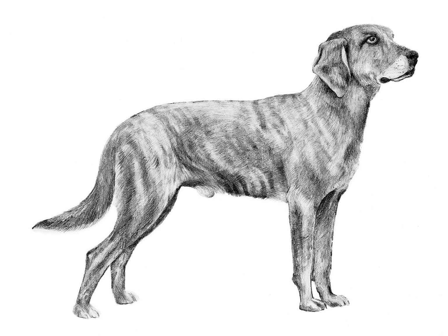 Illustration av hundrasen plott