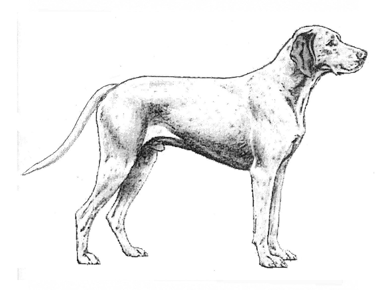 Illustration av hundrasen braque du bourbonnais