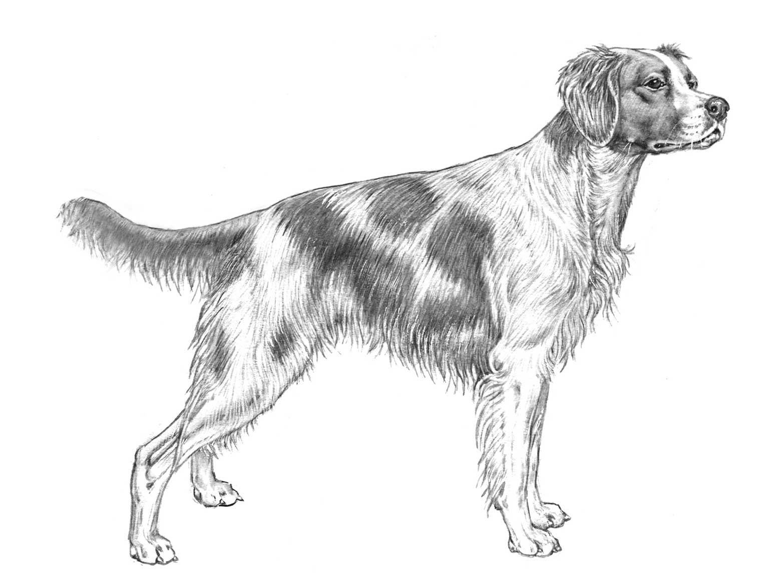 Illustration av hundrasen breton