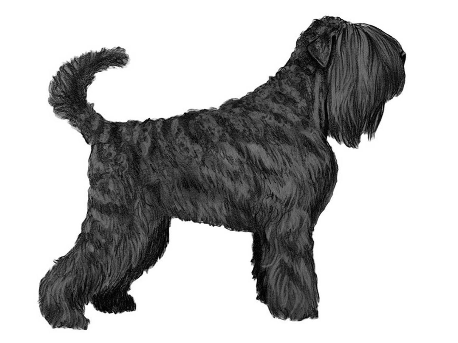 Illustration av rysk svart terrier