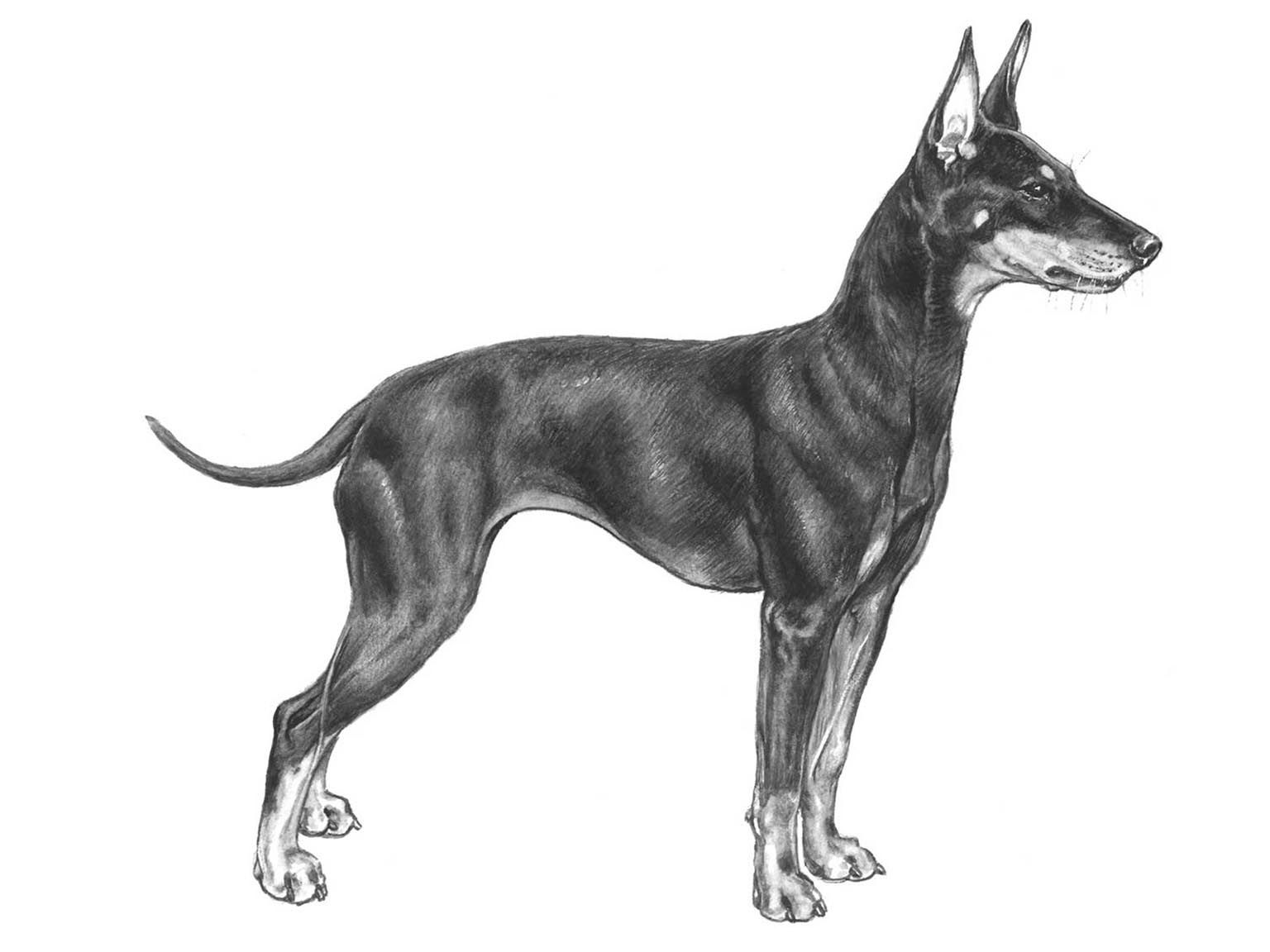 Illustration av hundrasen English toy terrier
