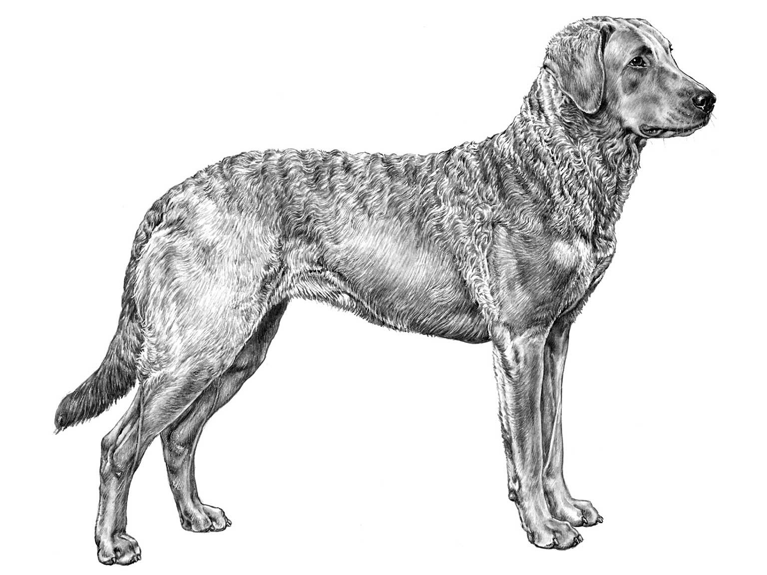 Illustration av hundrasen chesapeake bay retriever