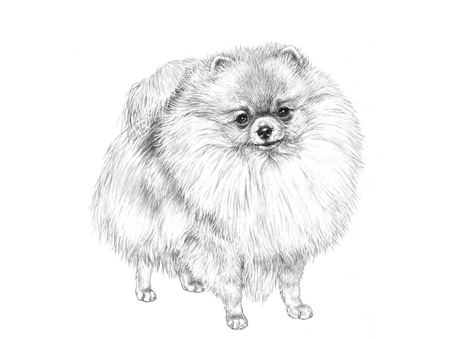 Illustration av hundrasen pomeranian